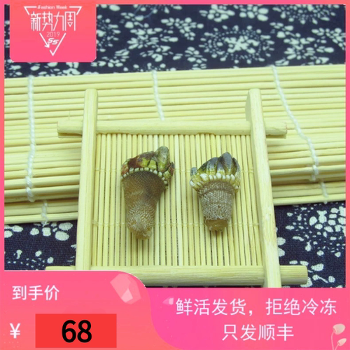鲜活佛手螺鹅颈藤壶鸡脚螺