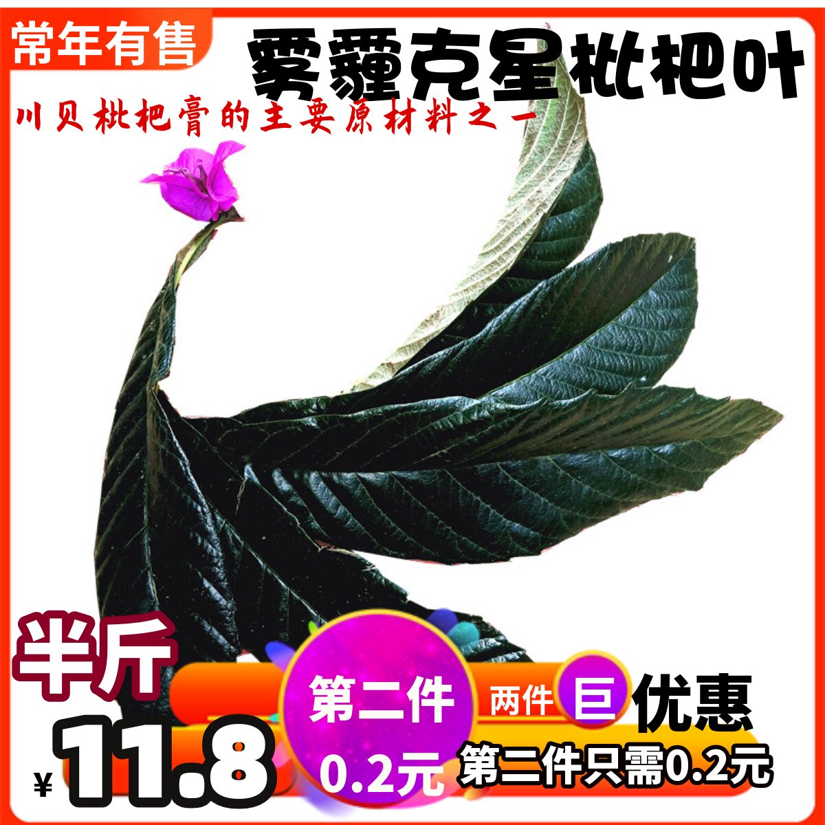 新鲜枇杷叶四川大五星农家果园原味琵琶树叶茶琵琶水果树叶现摘现
