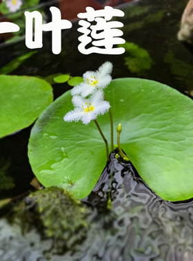 一叶莲浮萍水草淡水浮观赏鱼睡莲