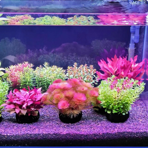 懒人新手水草坨草缸造景