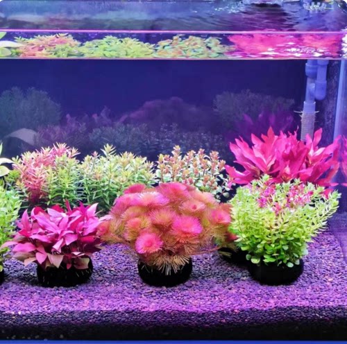 懒人新手水草坨草缸造景