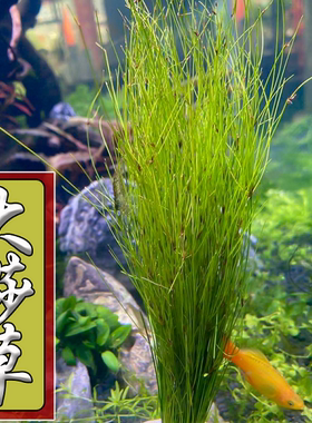 大莎草绿色造景水草水族水草鱼缸水草中后景草~真热带鱼