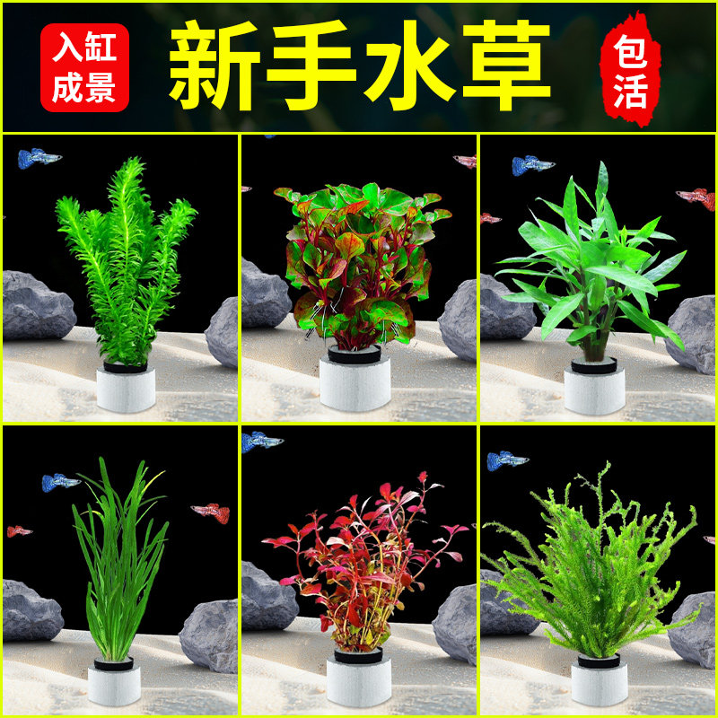 水草植物专用鱼缸造景摆件水培植物蜈蚣增氧火山石全套小鱼缸水草,宠物/宠物食品及用品,水草,淘宝优惠券,粉丝福利购,淘宝优惠卷