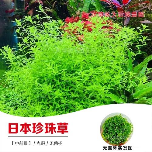 日本高珍珠草水草淡水植物真水草矮珍珠草爬地矮珍珠水族箱活体