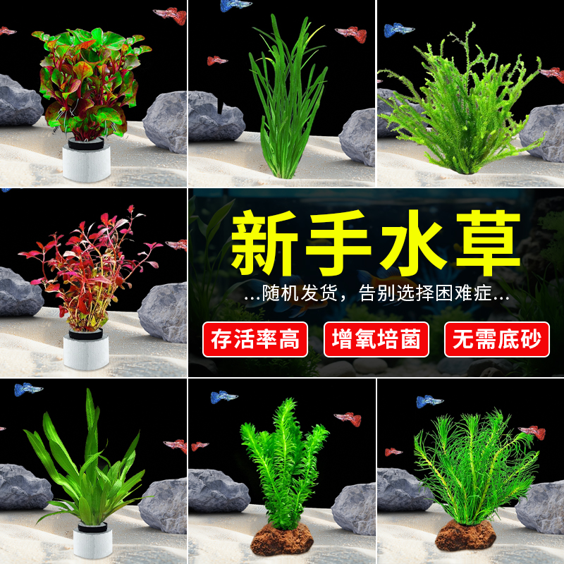 鱼缸造景活体植物水族箱装饰真水草中后景有茎草水草套餐好养耐活