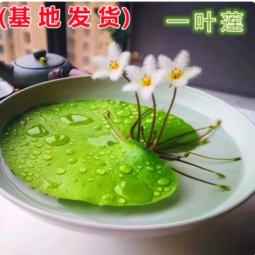 一叶莲浮萍水培植物鱼缸水草