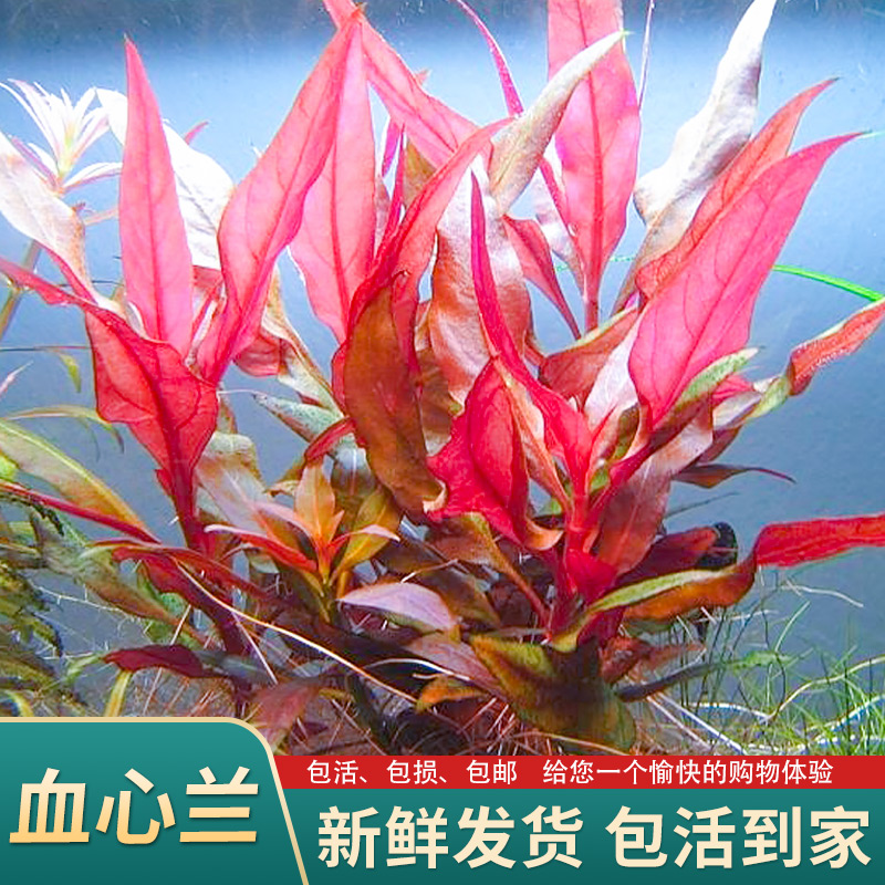 血心兰水草后景阴性草鱼缸草缸