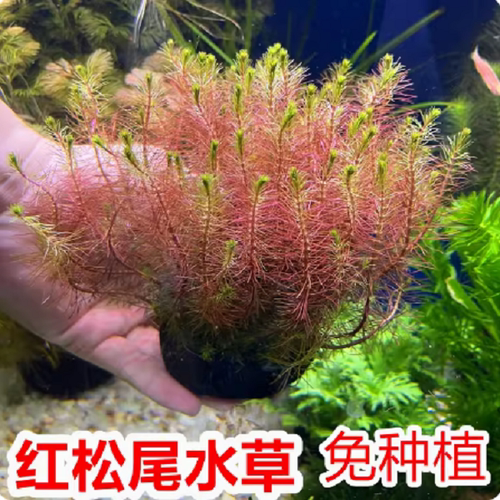 红松尾水草植物坨草鱼缸草缸