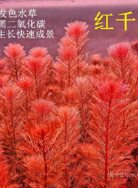 红千层红羽毛易发色红色后景水草阴性鱼缸草缸造景新手快速成景