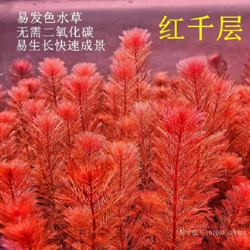 红千层红羽毛易发色红色后景水草