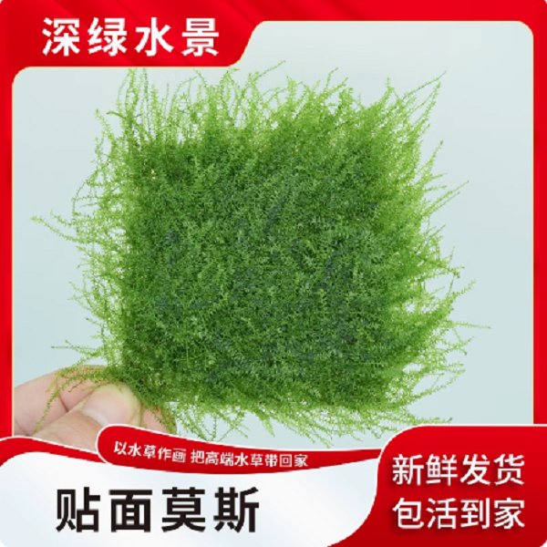水草缸造景爪哇贴面趴地莫斯沉木