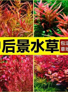 红色系列水草合集红宫廷血心兰红丁香大红叶荷兰景中后景鱼缸造景