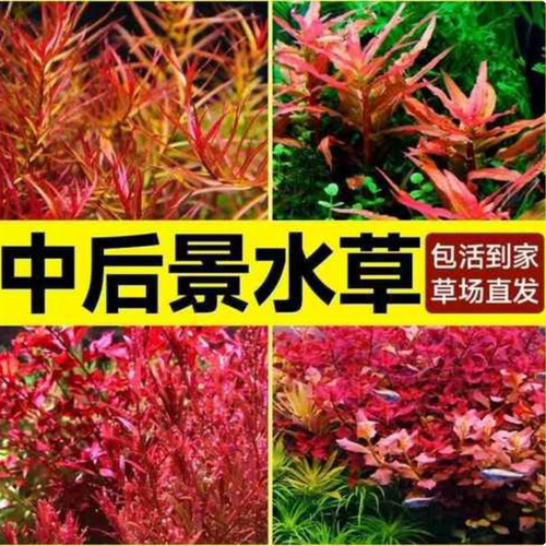 红色系列水草红宫廷血心兰红丁香