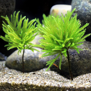 迷你水草 迷你棕榈树 万年藓水草活体淡水鱼缸生态瓶微景观水陆缸