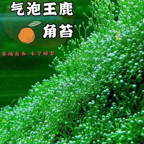 鹿角苔莫斯增氧真水草冒泡王moss前景草中景草包邮新手易养淡水养