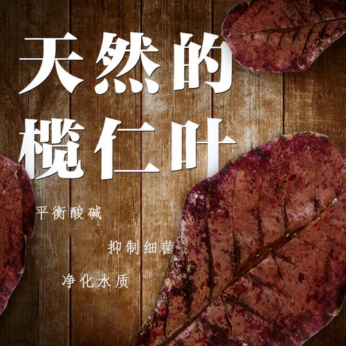 榄仁叶懒人叶水族斗鱼缸原生小型