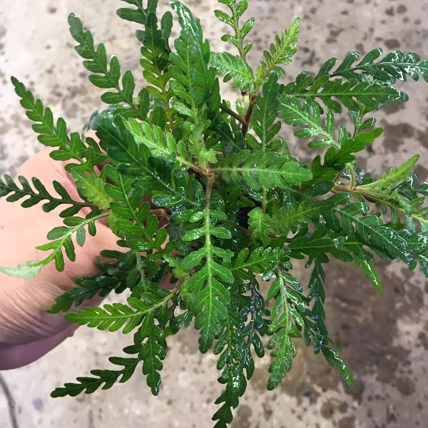 雨裂水蓑衣坨草鱼缸草缸造景水草