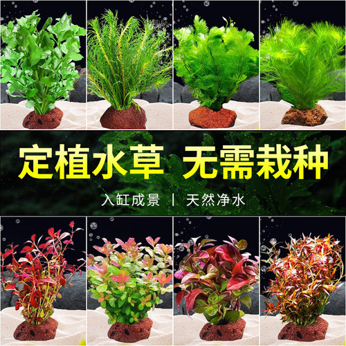 火山石定植淡水鱼缸装饰水草