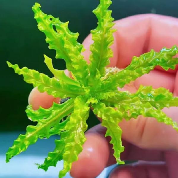 喷泉太阳水草易养稀有波纹