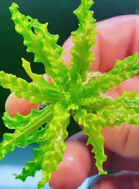 喷泉太阳水草水下叶中前景草缸造景ADA稀有高端水草