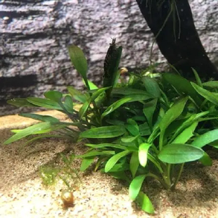 泰国青椒草温蒂椒草无需二氧化碳自养水下叶入缸即活草缸造景