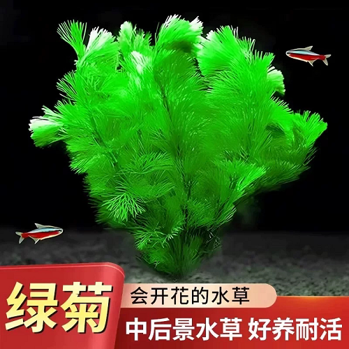绿菊水草鱼缸造景新手养殖阴性淡水植物后景草沉水不用泥增氧净化