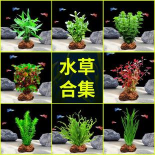 水草植物专用鱼缸造景摆件水培植物蜈蚣增氧火山石全套小鱼缸水草