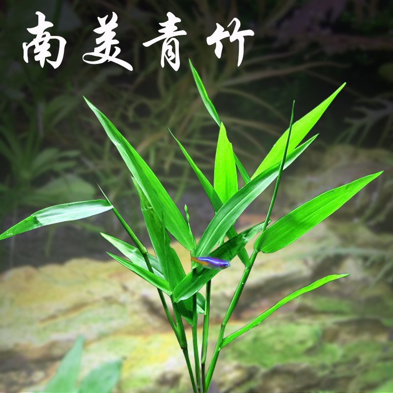 南美青竹水草活体淡水植物日本水竹玉竹鱼缸造景中后景懒人有茎类