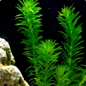 新鲜轮叶黑藻水草真植物鱼缸懒人净化水质池塘增氧学校做实验观察