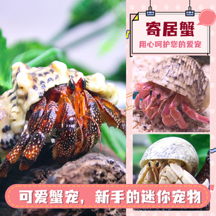 寄居蟹懒人宠物新手好养进口活体观赏蟹草莓黑莓里拉短腕西沙灰白