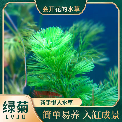 绿菊水草新手阴性淡水增氧净化