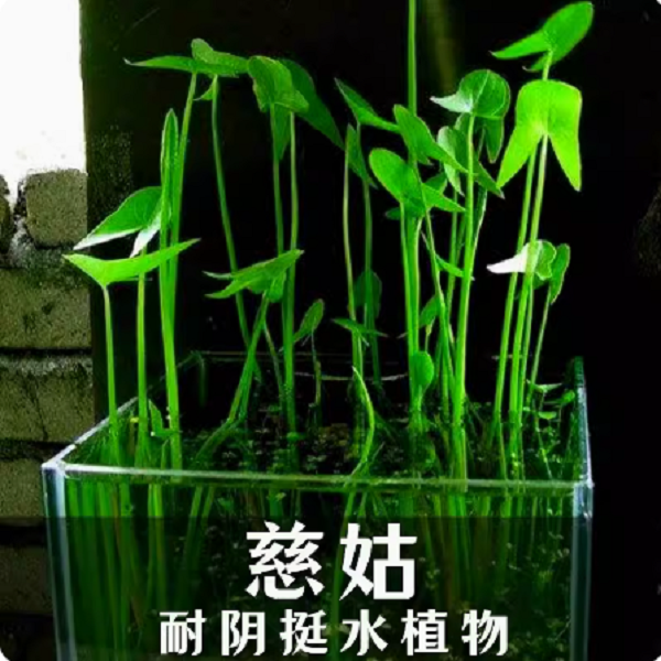 水生植物慈姑种苗茨菇苗燕尾草挺水水草湿地鱼缸池塘净化花卉种球 宠物/宠物食品及用品 水草 原图主图