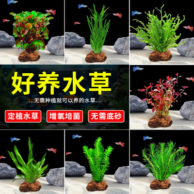 火山石水草蜈蚣草水榕懒人水草