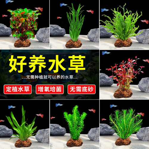 火山石水草蜈蚣草水榕懒人水草