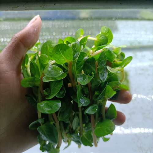 南美小圆叶销量排行榜 南美小圆叶品牌热度排名 小麦优选