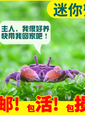 迷你蟹辣椒蟹宠物鱼缸观赏蟹淡水