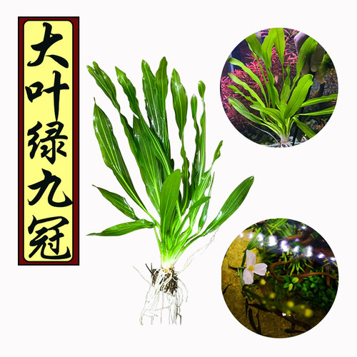 大叶绿九冠鱼缸造景阴性淡水活体