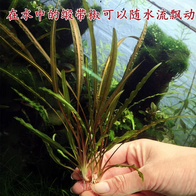 缎带椒草阴性草原生鱼缸中后景