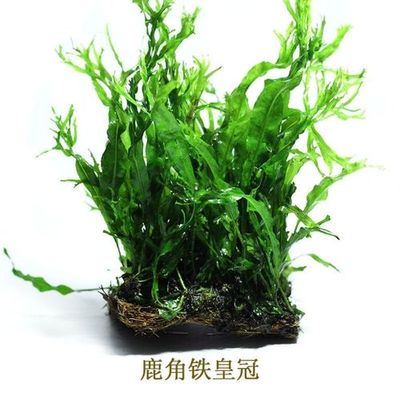 鹿角铁皇冠懒人活体鱼缸沉木造景