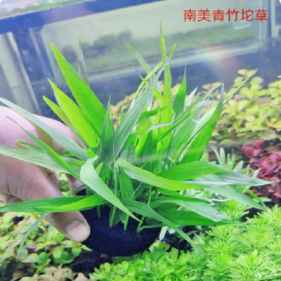 南美青竹坨草玉竹竹子水草植物