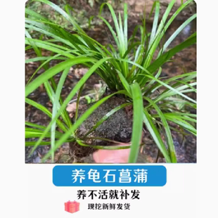 石菖蒲水草苗带根养鱼龟缸造景附石鱼缸水培好养懒人养龟挺水植物