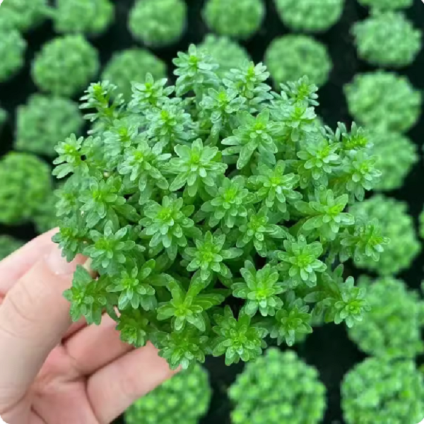 绿牛顿坨草鱼缸造景真草牛毛草新手阴性水草红丁香小宝塔增氧水草,宠物/宠物食品及用品,水草,淘宝优惠券,粉丝福利购,淘宝优惠卷