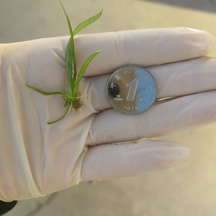 迷你小水兰草缸造景前景草新手入门阴性水草不用二氧化碳好养易活