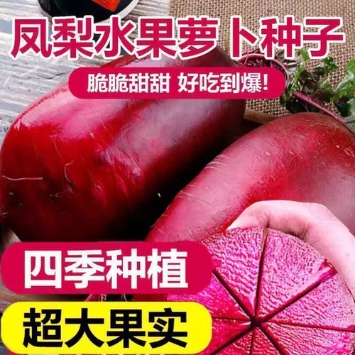 h凤梨萝卜种子生吃甜脆凤梨水果萝卜满堂红心里美萝卜四季种子