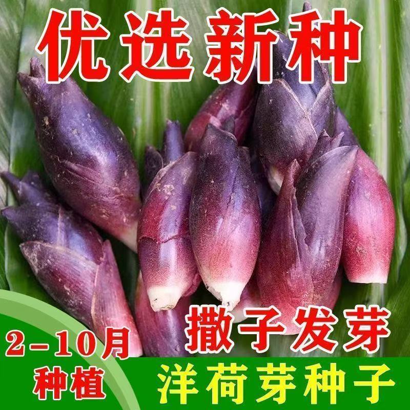 E阳荷种子阳和种籽洋荷姜种子阳荷姜种子洋火姜种茗荷根阳荷种子