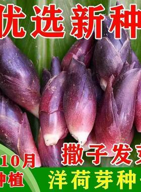 E阳荷种子阳和种籽洋荷姜种子阳荷姜种子洋火姜种茗荷根阳荷种子