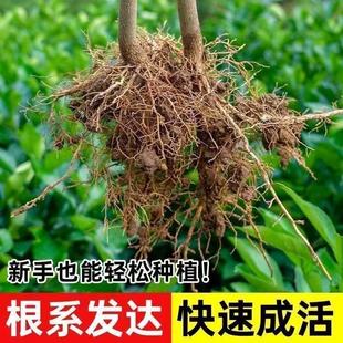 矮化无刺八角树苗可南北方种植茴香适合庭院栽种
