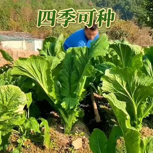 L大叶芥菜种籽四季播蔬菜种子甜芥菜香菜菜籽田园阳台小青菜籽