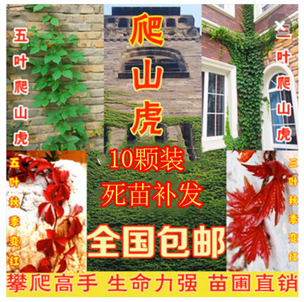攀援花卉观花爬藤四季三叶爬山虎