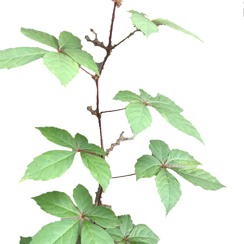 攀援大苗紫藤三叶爬山虎